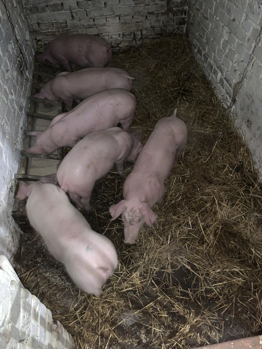 Поросята Підсвинки Свині
