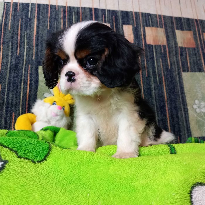 Кавалер кінг чарльз спаніель