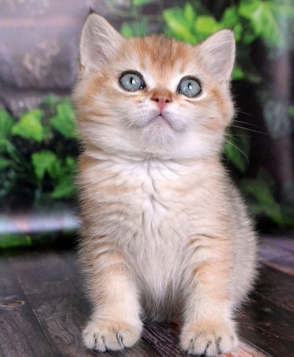 Котик золота шиншила