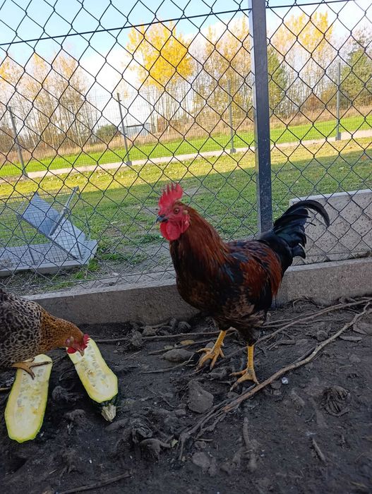 Koguty, kaczki piżmowe