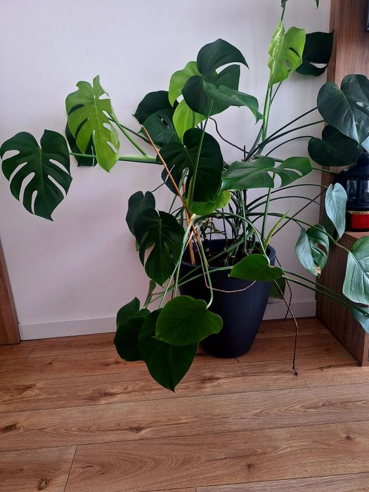 monstera dziurawa z donica