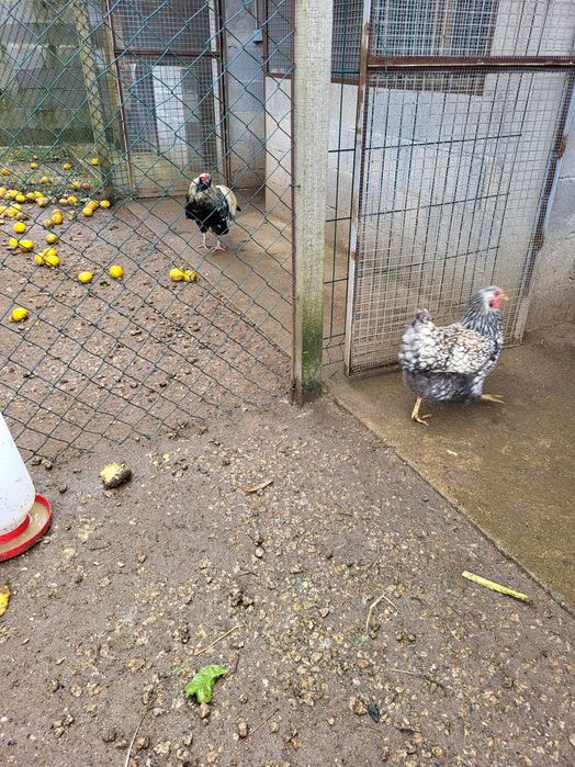 Vendo galinhas Wyandotte