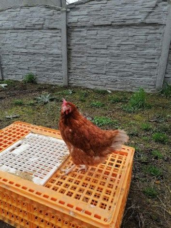 Kury Nioski Brązowe z jakiem