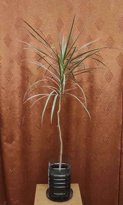 Драцена комнатное растение