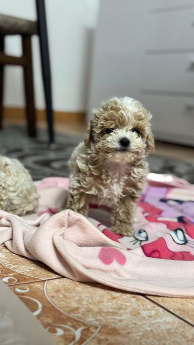 Мальтіпу дівчинка мініатюрна