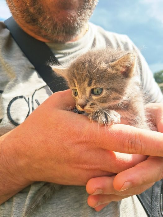 Продам милых котят
