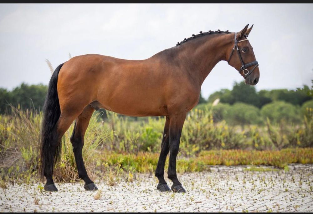 Incenso AR Puro Sangue Lusitano