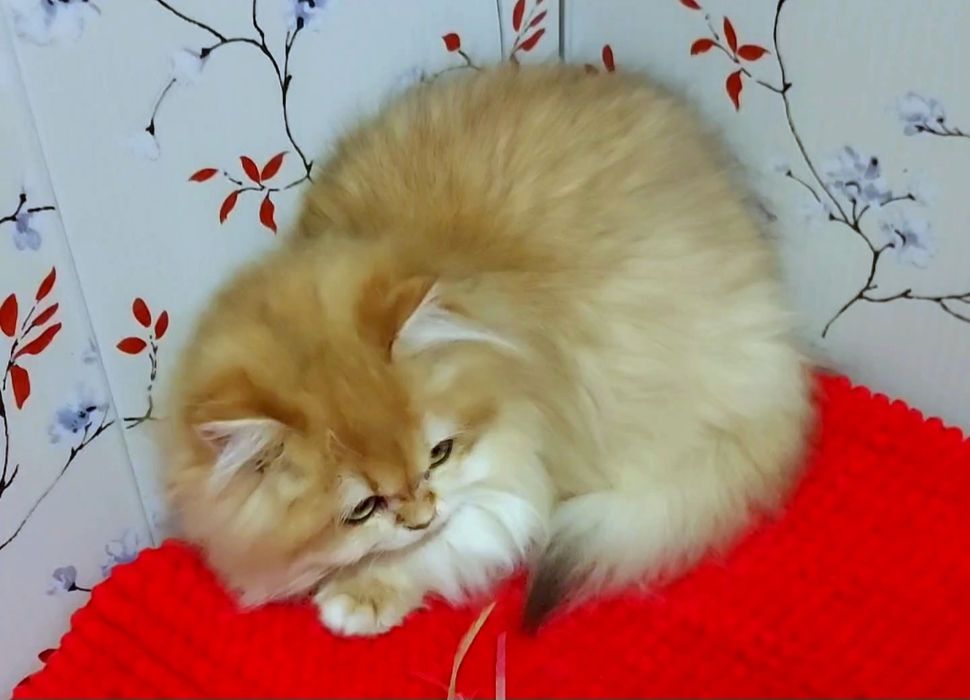 Британская кошечка ДШ