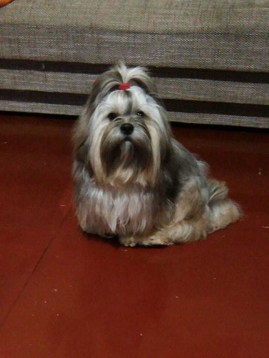 Красавчик- хлопчик Ши тцу шукає дівчинку для в*язки