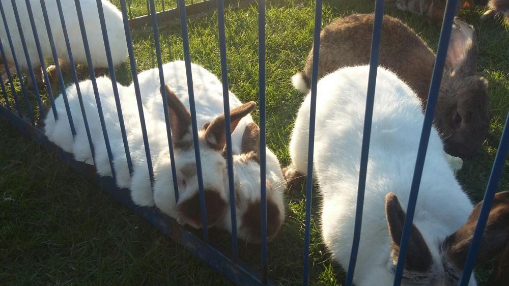 Sprzedam króliki ekologiczne