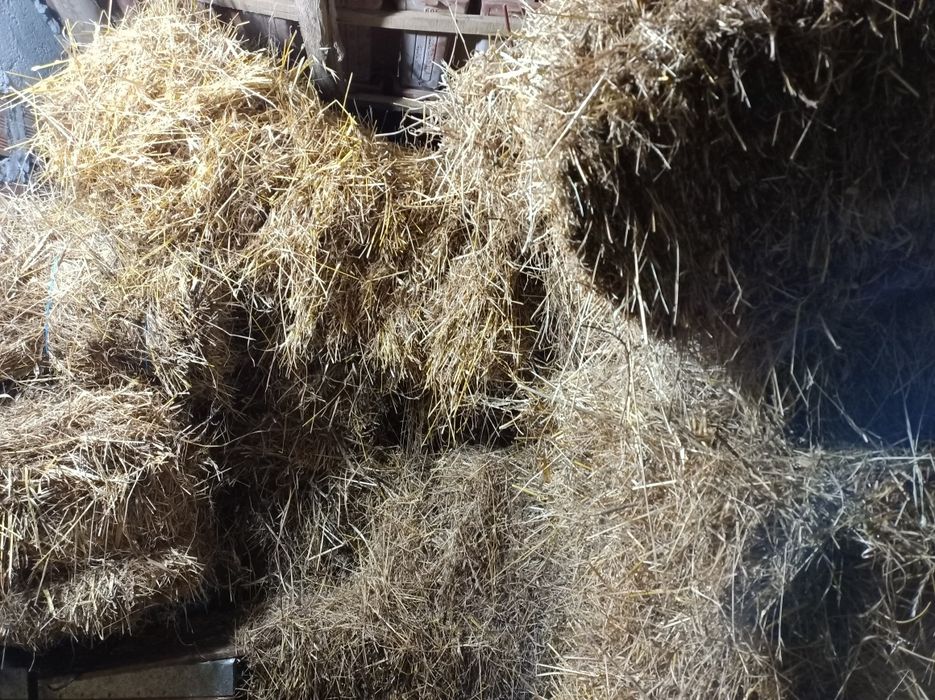 Fardos de palha. Feno