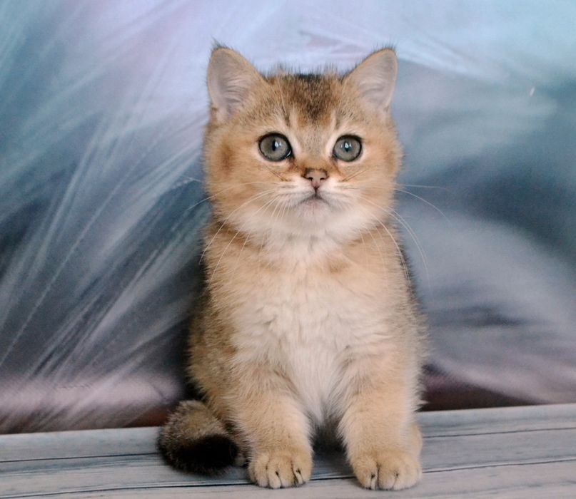 Золотi шиншили з розплiдника