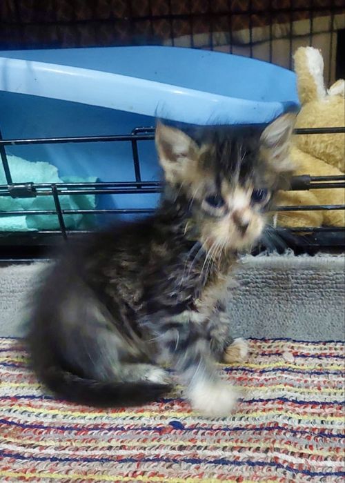 Gatinhas bebés para adoção responsáve