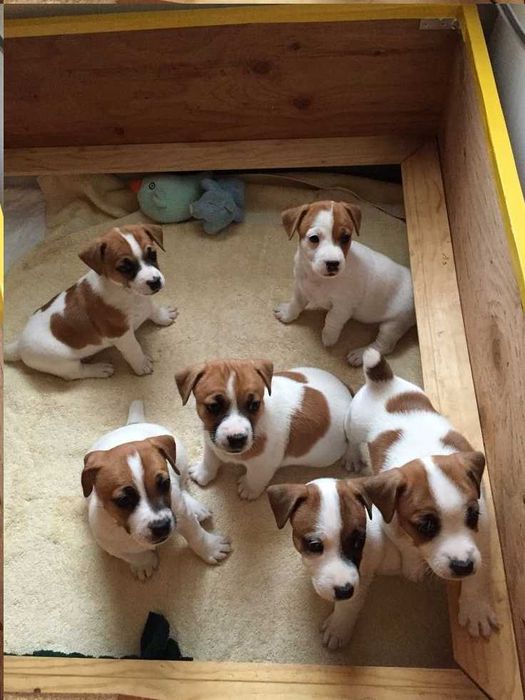 Цуценята джек-рассел-тер'єра, вік 2 місяці
