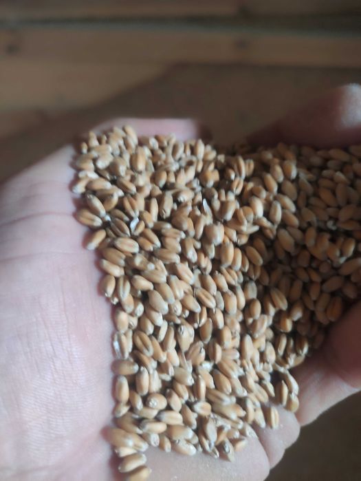 Продам насіння канадської озимої пшениці PINO