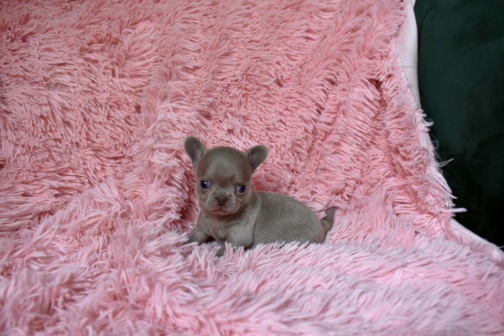 Liliowy chłopiec Chihuahua