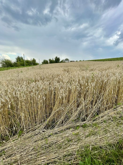 !!! Продам будинок з ВЕЛИКОЮ земельною ділянкою !!!