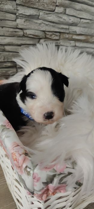 Border Collie piesek czarno biały