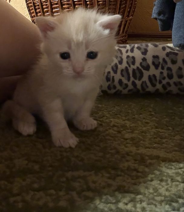 Котенятка миленькі