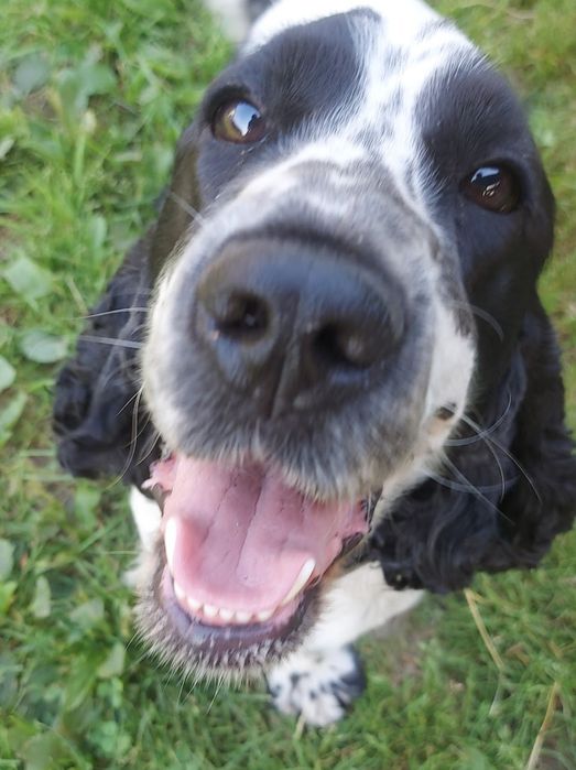Cocker spaniel angielski