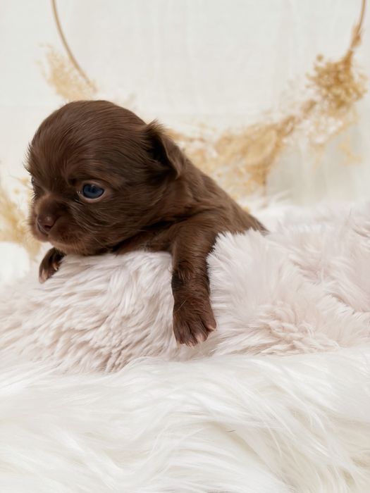 Chihuahua * czekoladowy * długowłosy