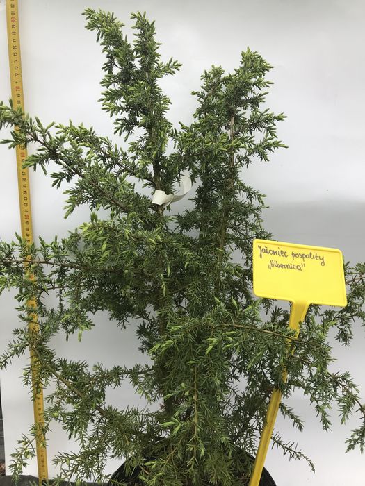 Jałowiec pospolity Hibernica