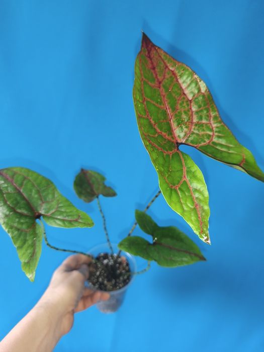 Циртосперма Jhonsonii