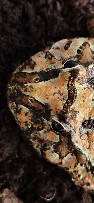 Żaba Rogata  młoda