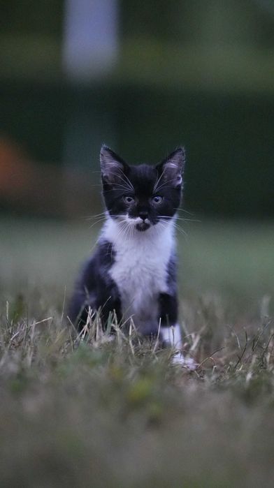 Kotek czarno biały 2.5miesiaca