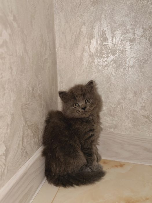 Чистокровні кошенята.  Британські прямовухі кошенята