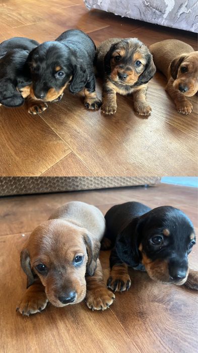 Продаж цуценят такси, чистокровні