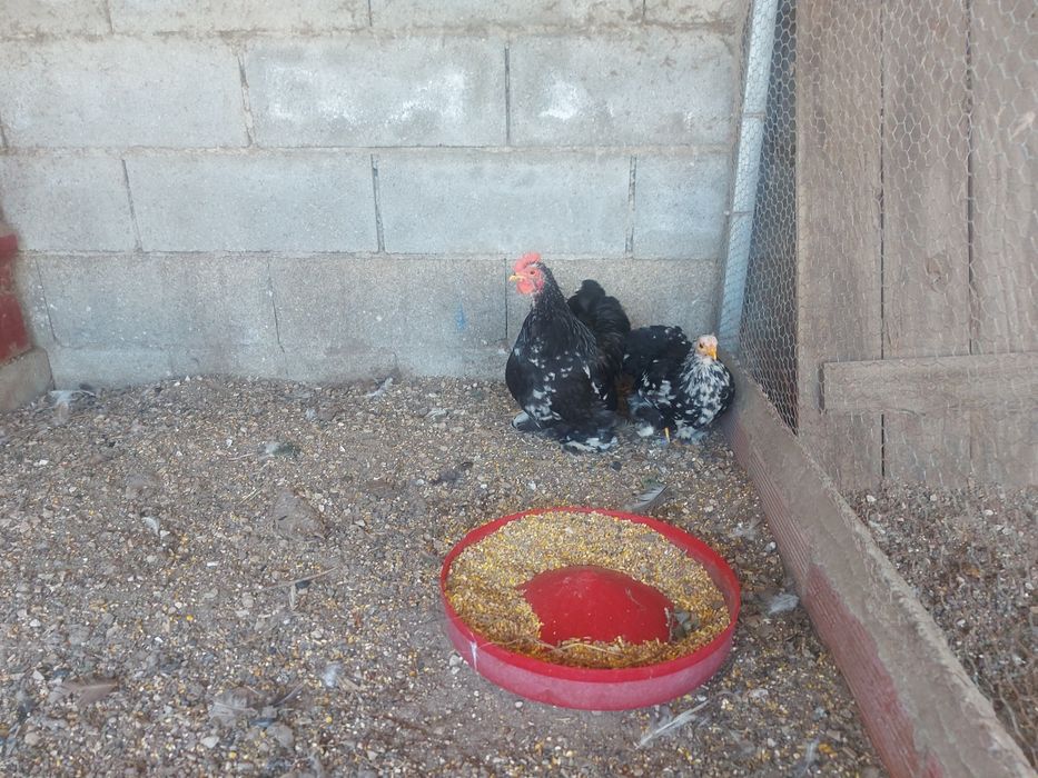 Casal de galinhas de Pequim,  black moutled  com cerca de 5 meses