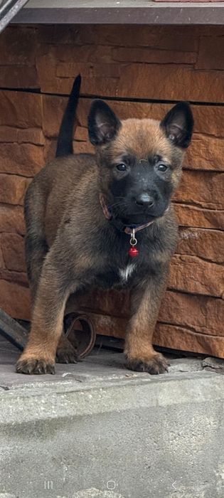 Малінуа, Бельгійська вівчарка