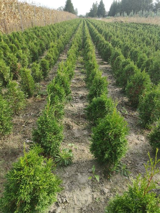 Tuja szmaragd 50 cm, szkółka, najtaniej w regionie.