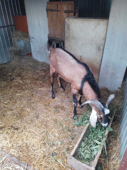 Koza i Kozioł SPRZEDAM