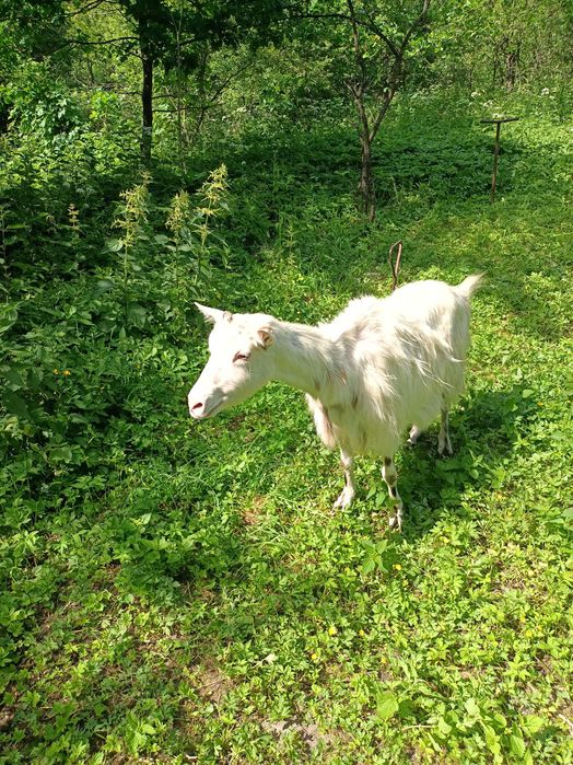 Продам козяче молоко