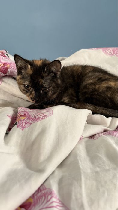 Кошенята, котики