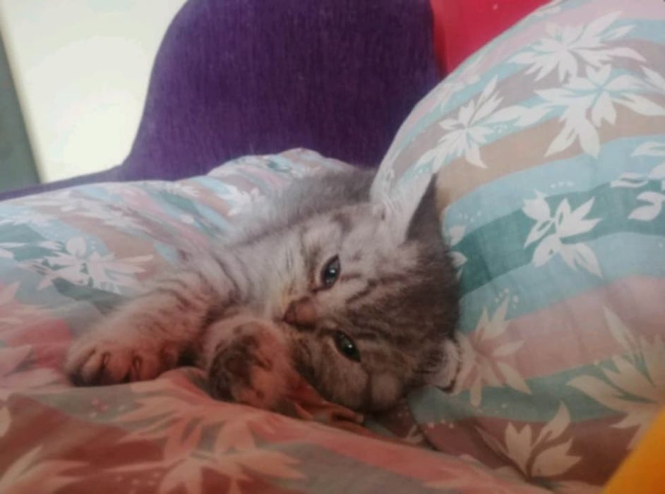 Kotka brytyjska piękna