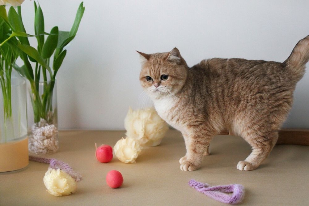 Чудесные высокопородные кошки и коты