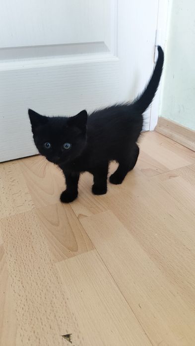 Oddamy 2 kotki w dobre ręce
