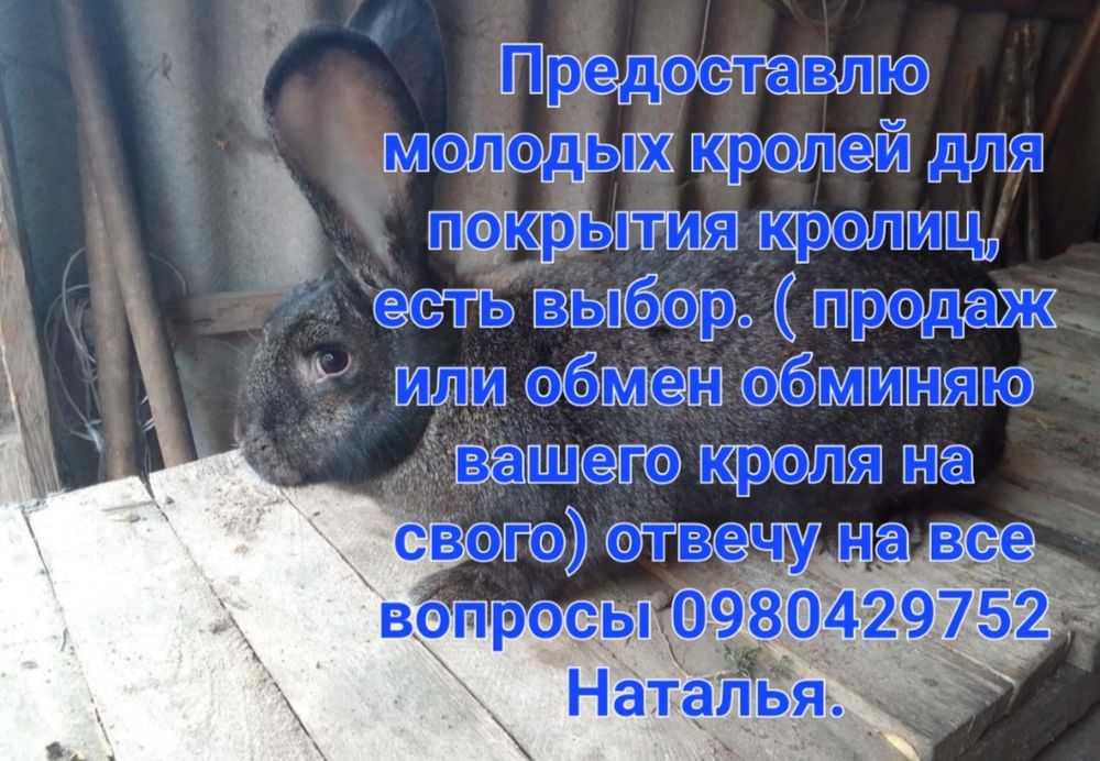 Продам или обменяю)