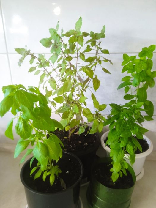 Базілік різних сортів