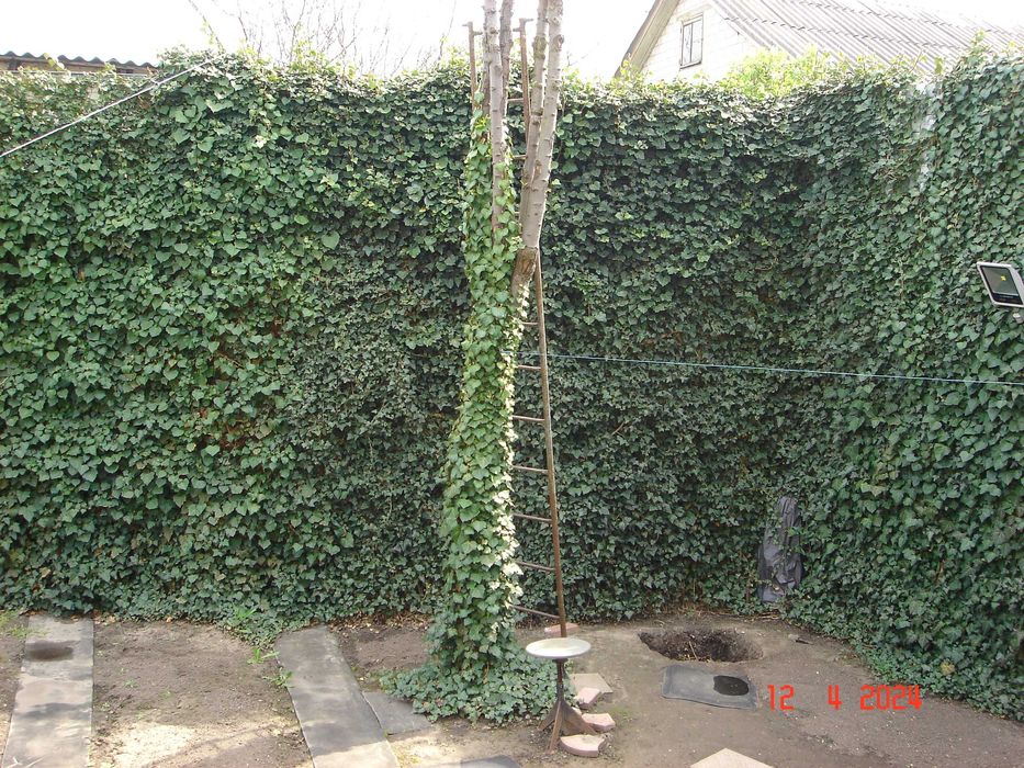 Плющ вечнозелёный. Живая изгородь.