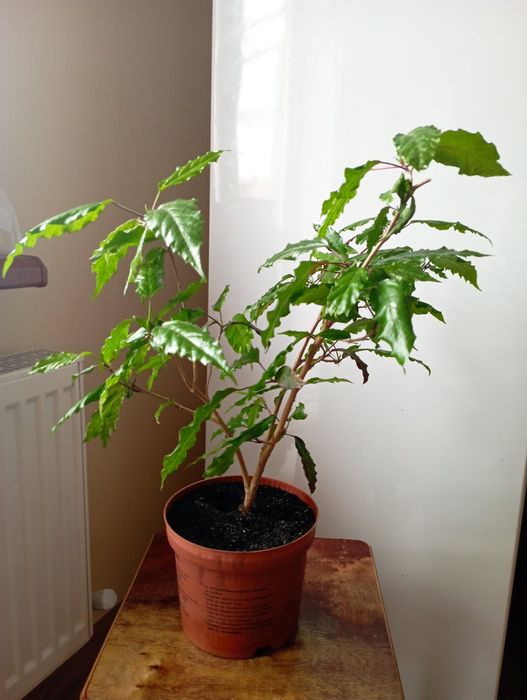 Китайская роза / гибискус китайский