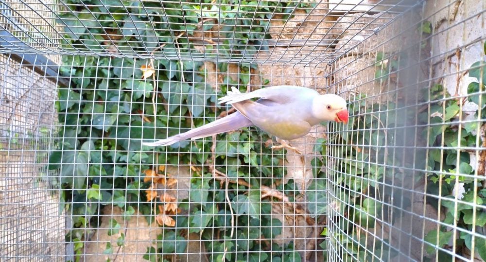 Fêmeas ring neck para criação