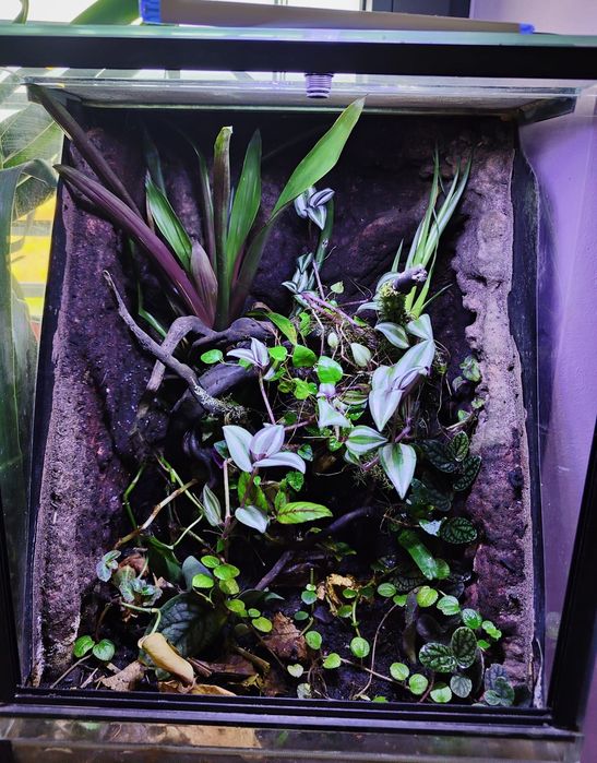 Terrarium NA ZAMÓWIENIE dla gekona, pająka, żab i inne