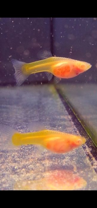 Gupiki Albino Yellow Taxi Glass Belly