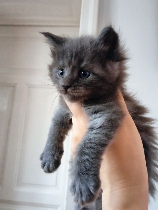 Maine coon niebieski dymny solid  kocur do hodowli FPL bez obostrzeń