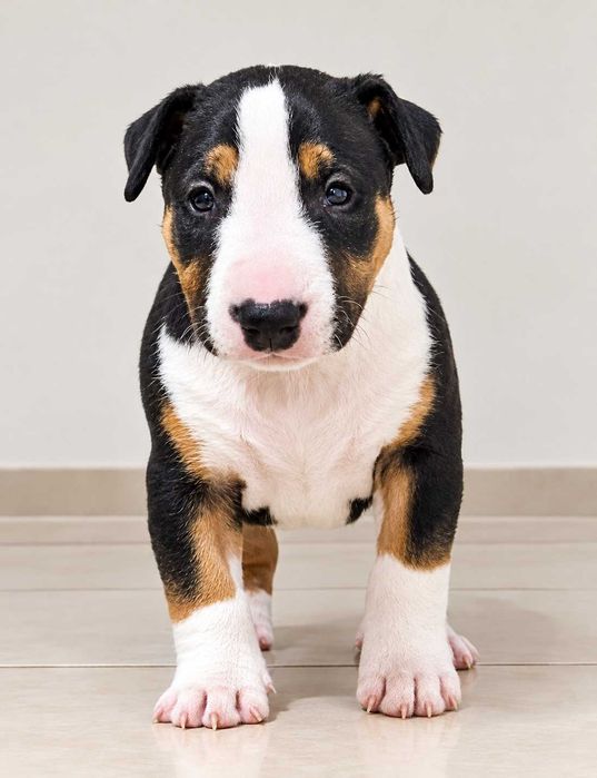 Bullterrier standard suczka trikolor