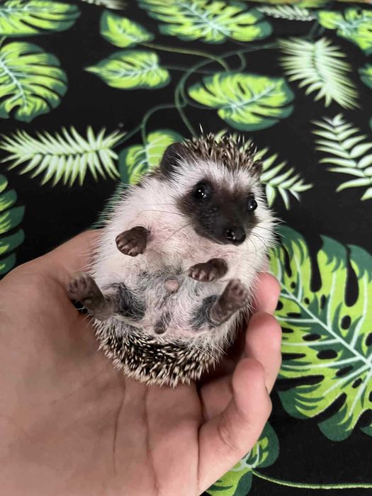 Jeż pigmejski Samczyk - słodki, ciekawski